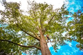 Professional Tree Services in Elmwood Place, OH